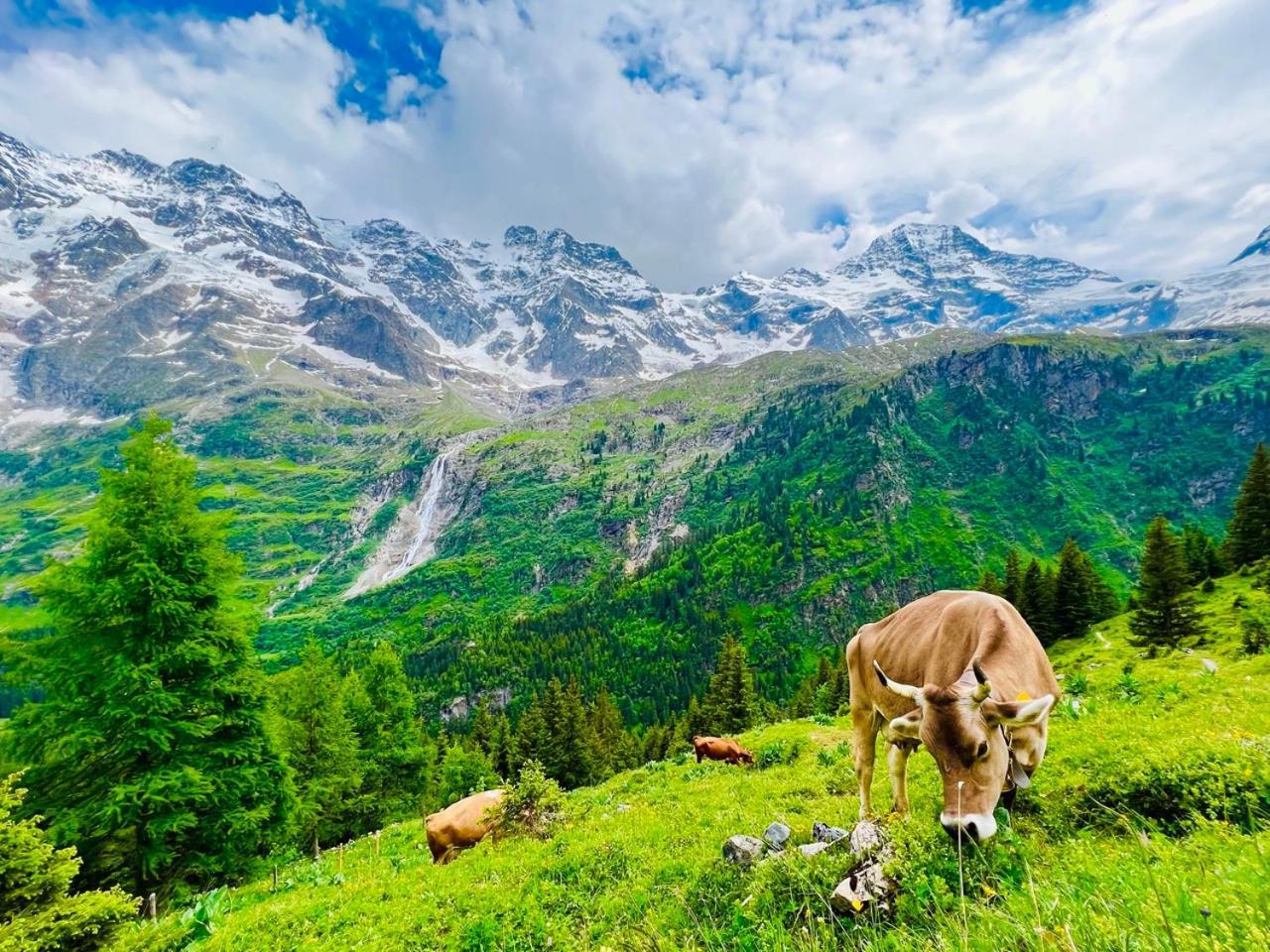 Chalet Rosa B&B Lauterbrunnen Esterno foto